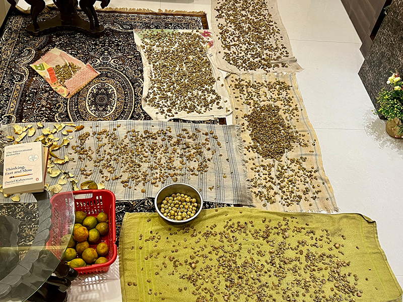 Amla & Moringa Processing