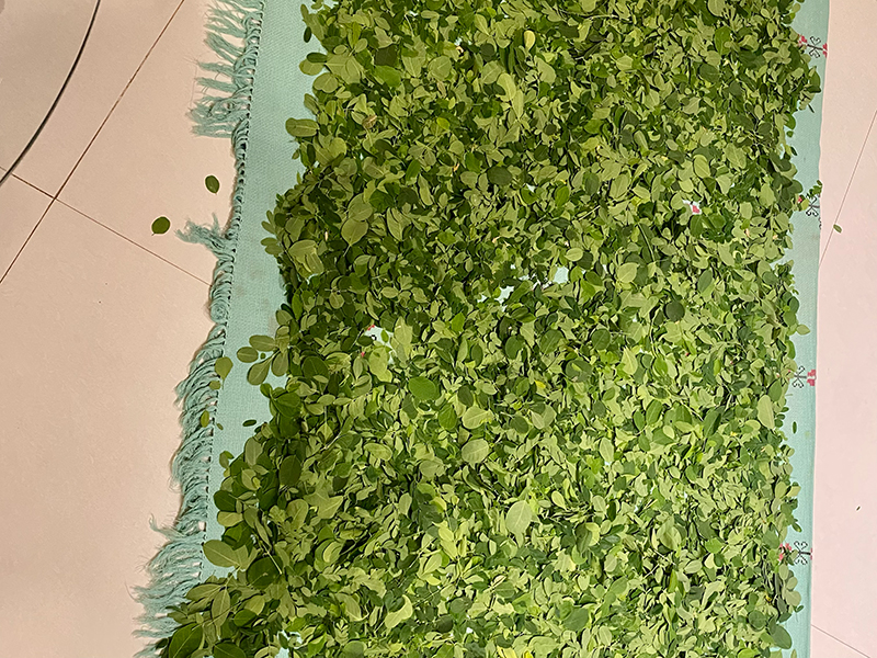 Amla & Moringa Processing